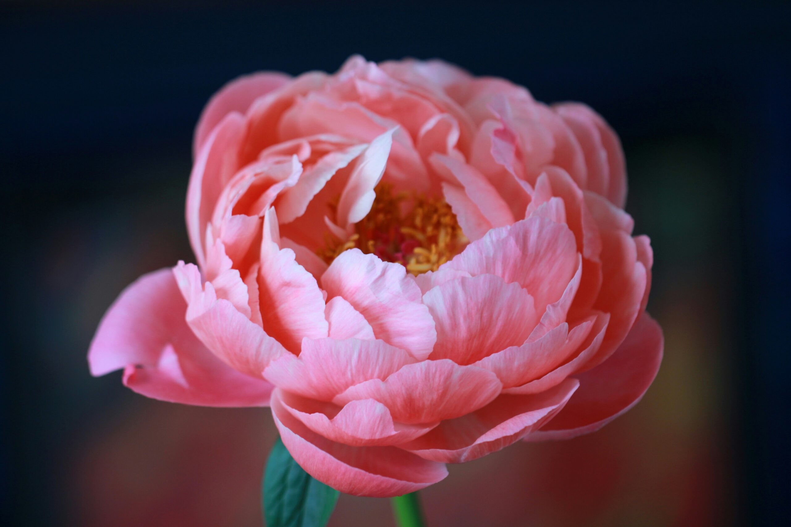 The flower culture in China, Chinese herbaceous peony