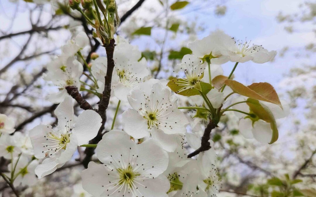The flower culture in China – The Twelve Flower Deities (Serial one)