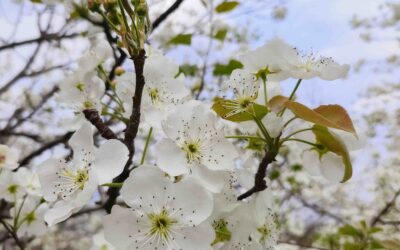 The flower culture in China – The Twelve Flower Deities (Serial one)