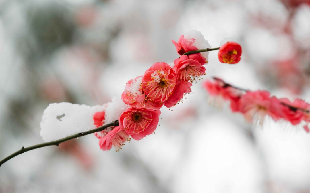The flower culture in China: Twelve Flower Deities (Serial two): The plum blossom