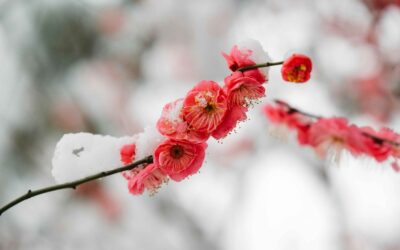 The flower culture in China: Twelve Flower Deities (Serial two): The plum blossom